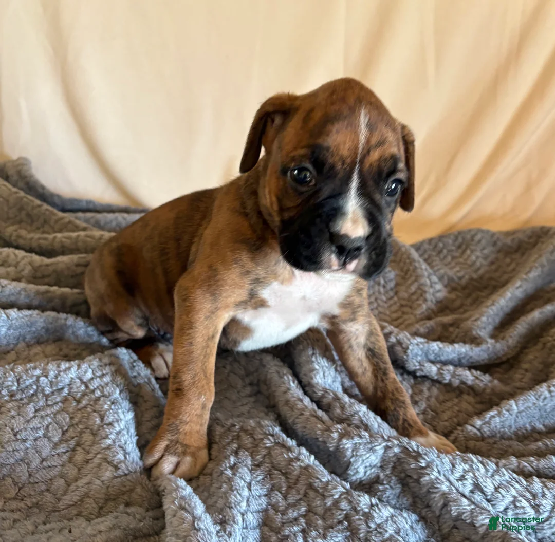 Boxer dogs for sale: Boxer Puppy 4 - Ad 1