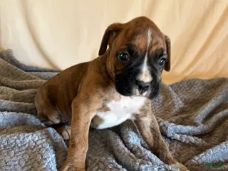 Boxer dogs Boxer Puppy 4 - Ad 10