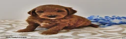 Mini Goldendoodle dogs for sale: Ranger - Ad 10