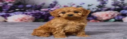 Cavapoo dogs for sale: Caramello - Ad 3