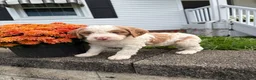 Mixed Breed dogs for sale: Magnum - Ad 4