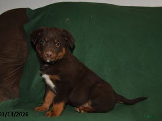 Mixed Breed dogs Benny - Ad 40