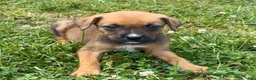 Mixed Breed dogs for sale: Stryker - Ad 3