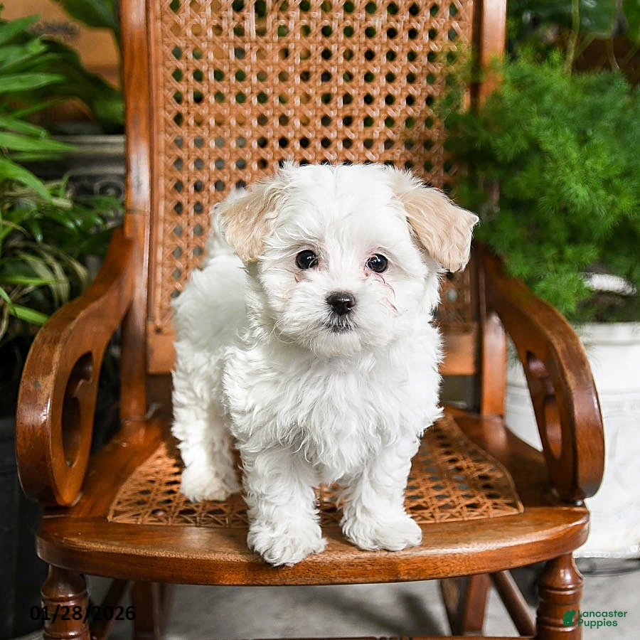 Maltipoo dogs for sale: Kit - Ad 2