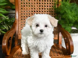 Maltipoo dogs for sale: Kit - Ad 2