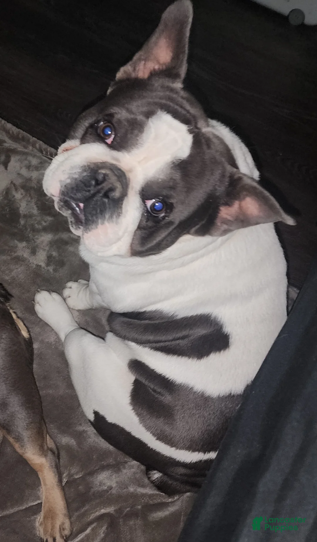 French Bulldog dogs for sale: French Bulldog Puppy 1 - Ad 5