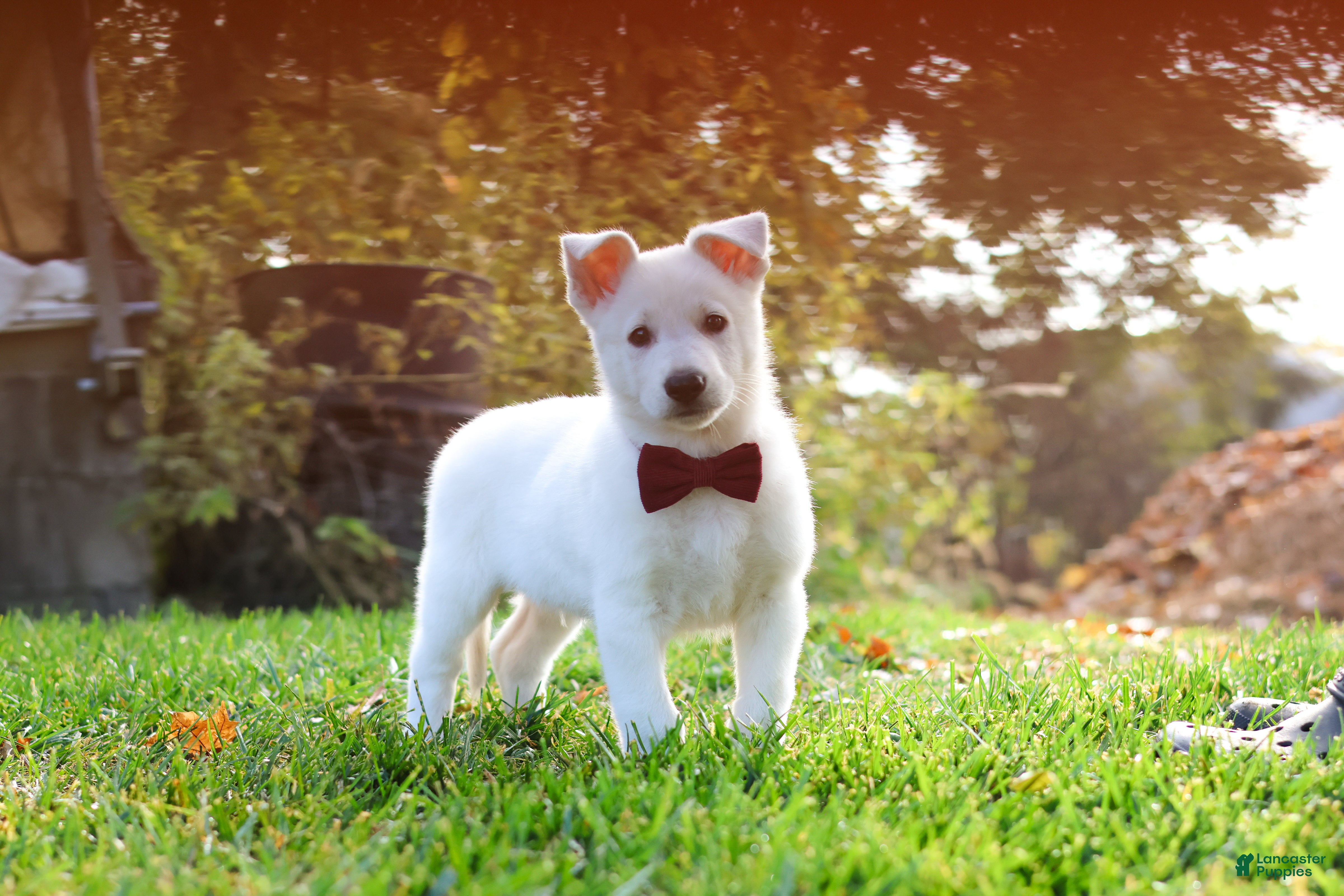 German Shepherd dogs for sale: Teddy - Ad 1