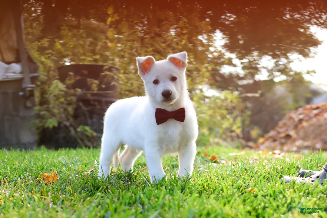 German Shepherd dogs for sale: Teddy - Ad 1