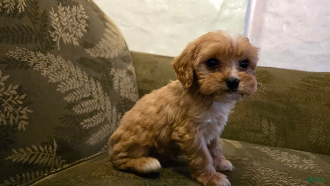 Cavapoo dogs for sale: Wyatt - Ad 6