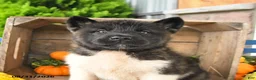 Akita dogs for sale: Nike - Ad 3