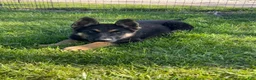 German Shepherd dogs for sale: German Shepherd Puppy 1 - Ad 3