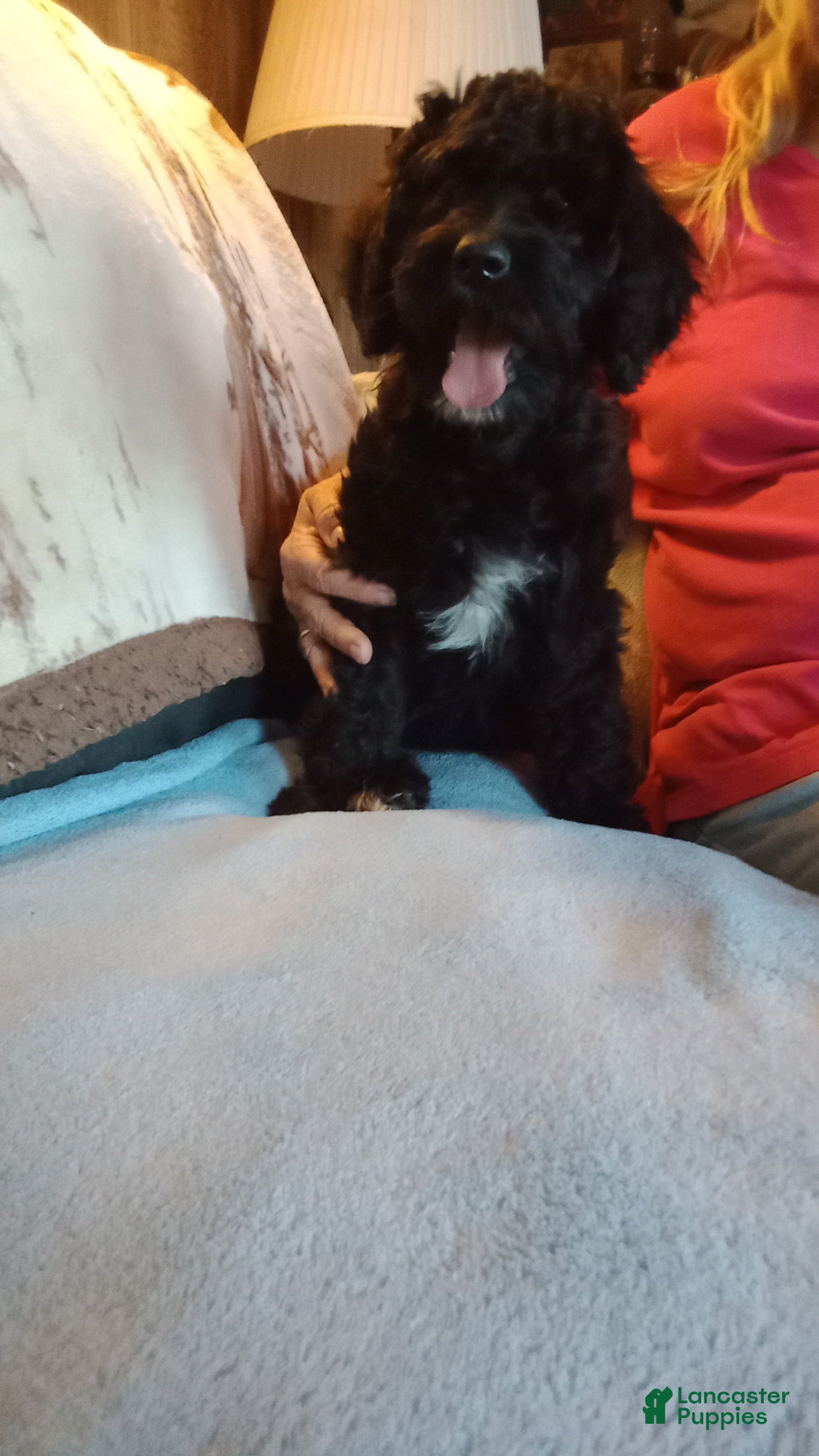 Standard Poodle dogs Riley - Ad 41