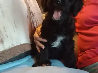 Standard Poodle dogs Riley - Ad 41