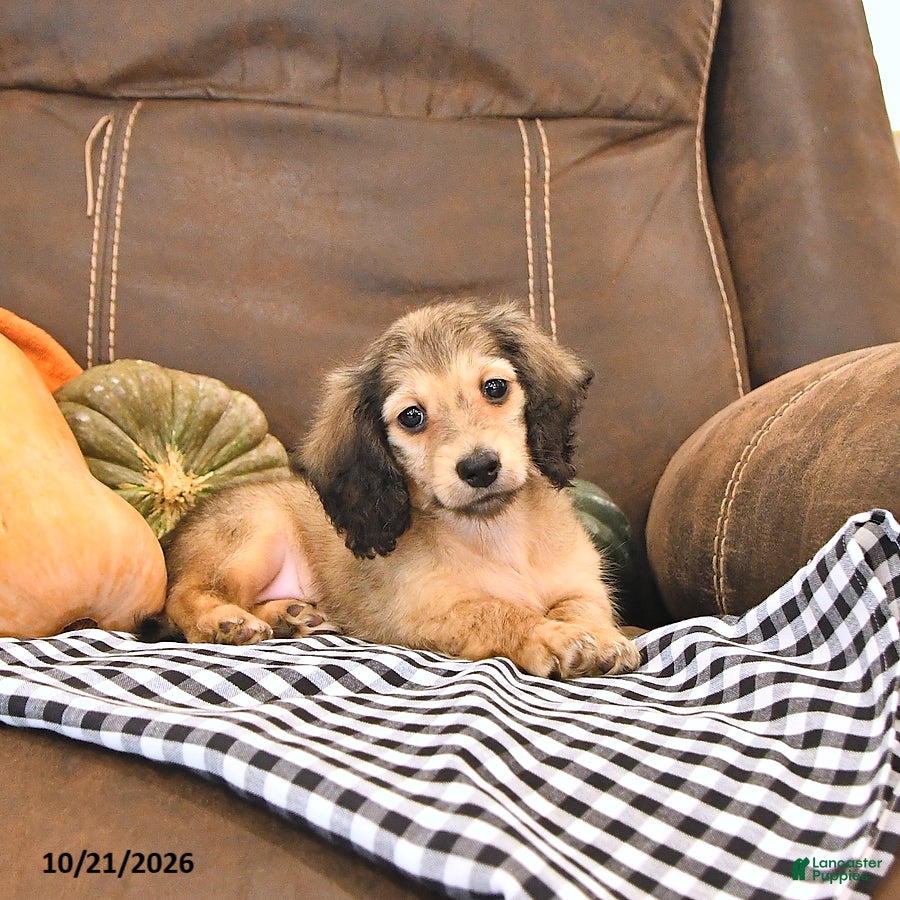 Miniature Dachshund dogs Monty - Ad 1