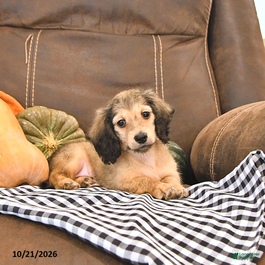 Miniature Dachshund dogs for sale: Monty - Ad 1
