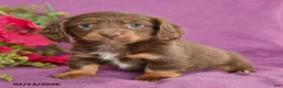 Dachshund dogs for sale: Charlie - Ad 2