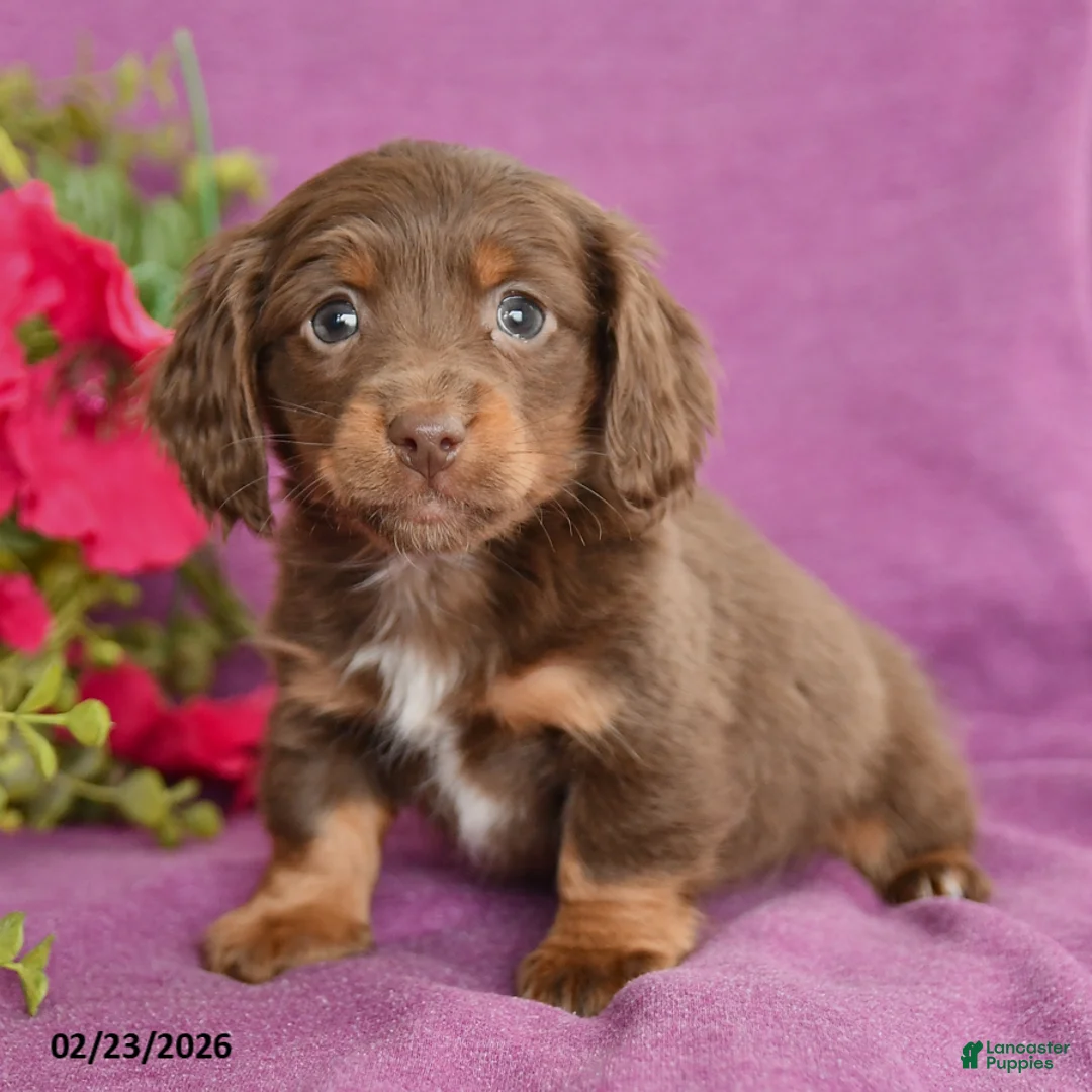 Dachshund dogs for sale: Charlie - Ad 2