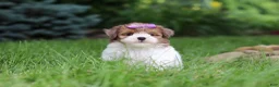 Havapoo dogs for sale: Addie - Ad 4