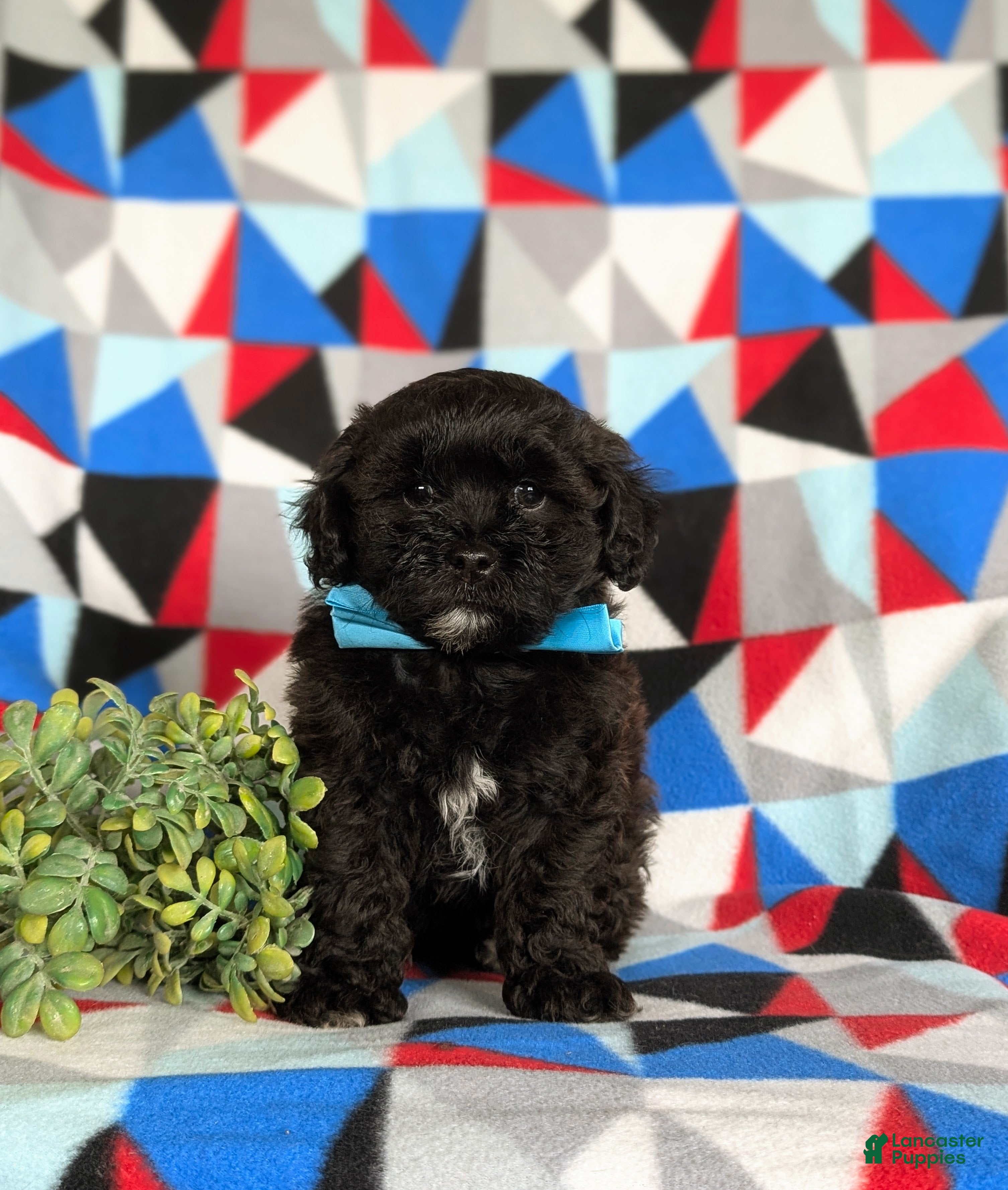 Shihpoo dogs Coleman - Ad 33