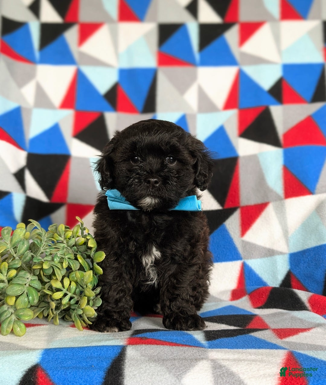 Shihpoo dogs for sale: Coleman - Ad 1