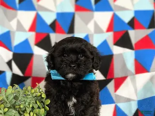 Shihpoo dogs Coleman - Ad 32