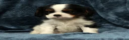 Cavalier King Charles Spaniel dogs for sale: Koby - Ad 8