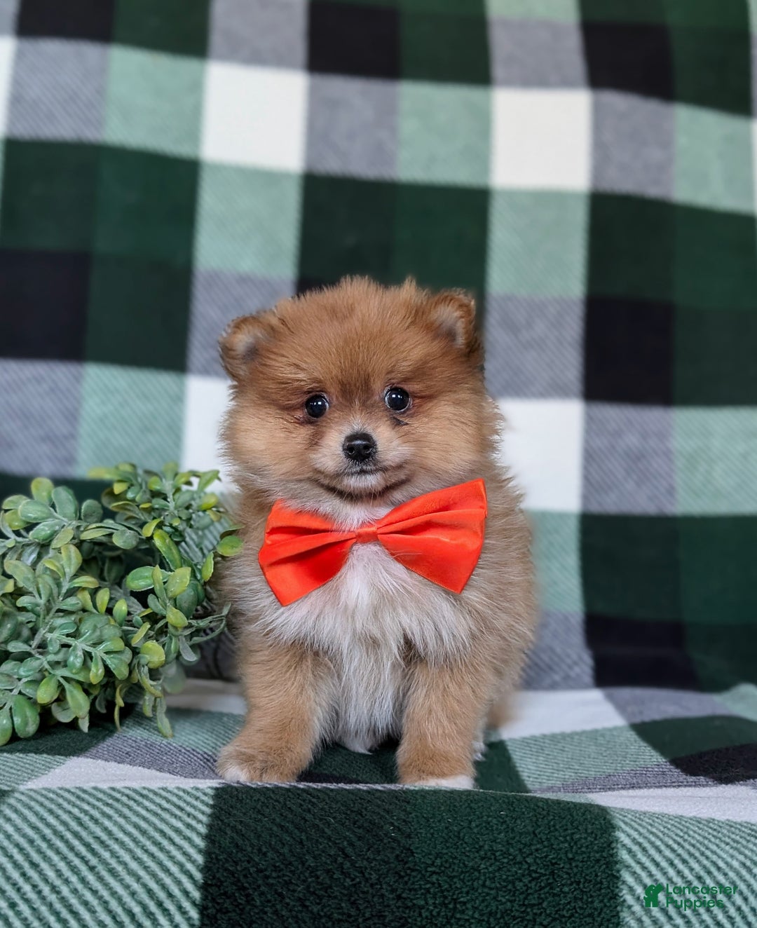 Pomeranian dogs for sale: Conway - Ad 2