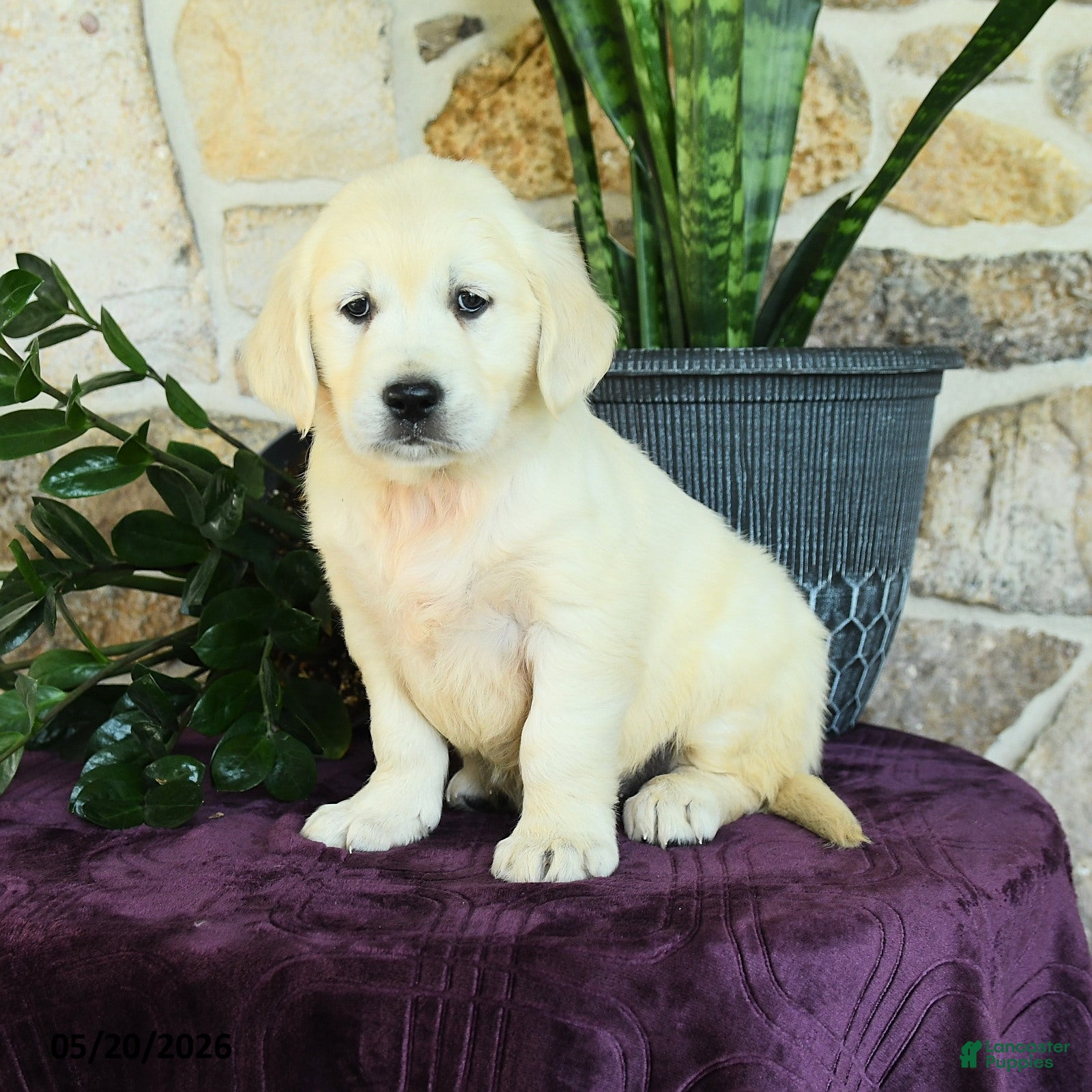 Golden Retriever dogs for sale: Daniella - Ad 2