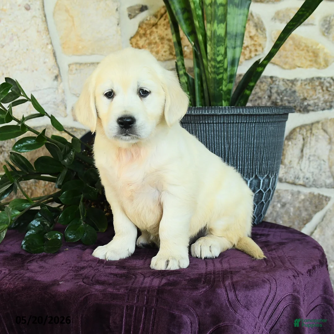 Golden Retriever dogs for sale: Daniella - Ad 1