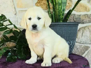 Golden Retriever dogs for sale: Daniella - Ad 2