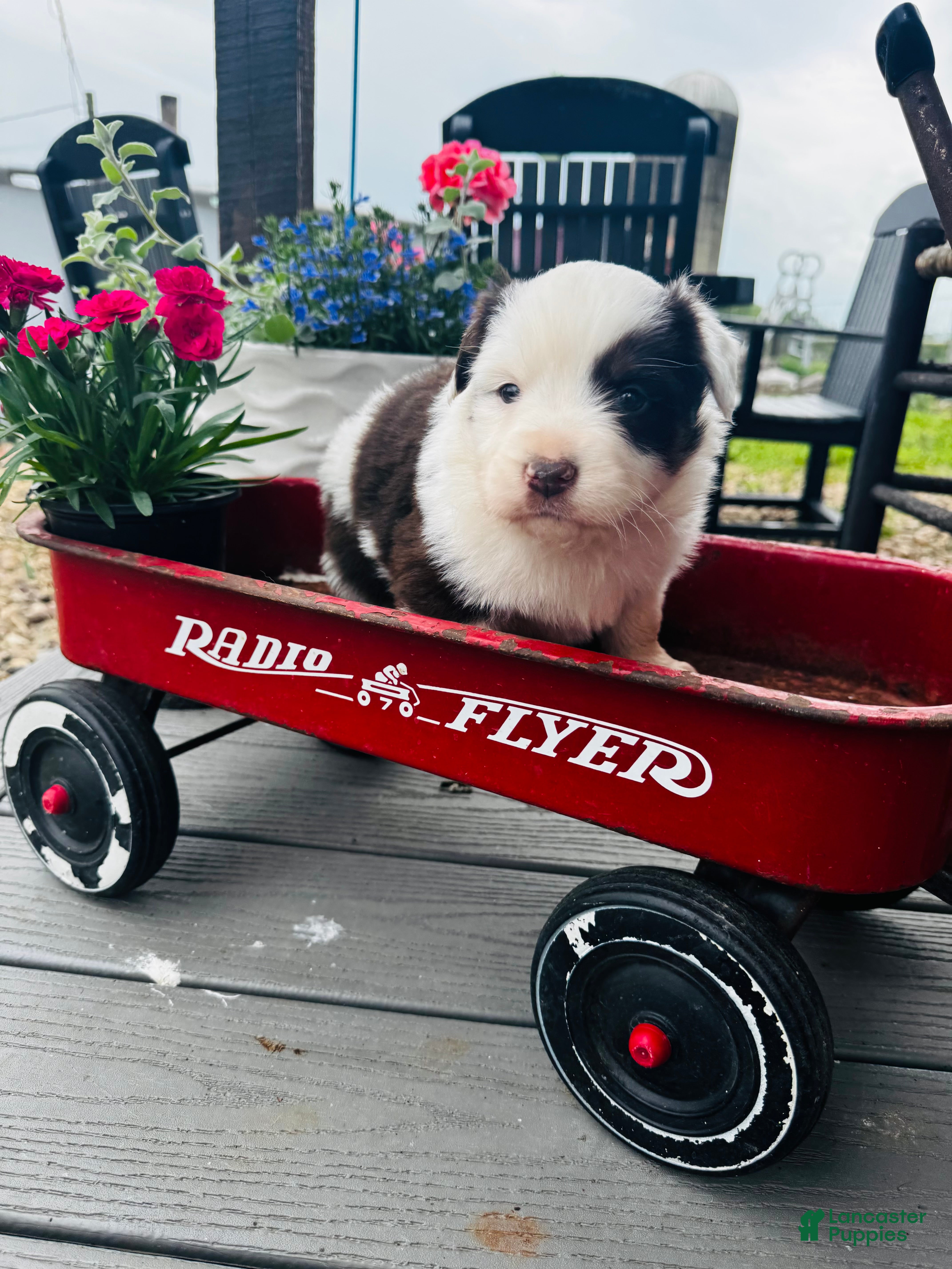 Australian Shepherd dogs for sale: Bailey - Ad 3