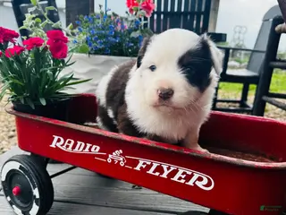 Australian Shepherd dogs for sale: Bailey - Ad 3
