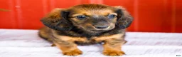 Miniature Dachshund dogs for sale: Bryce - Ad 1