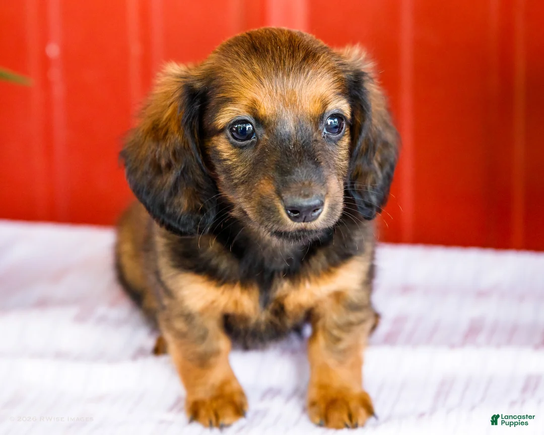 Miniature Dachshund dogs for sale: Bryce - Ad 1