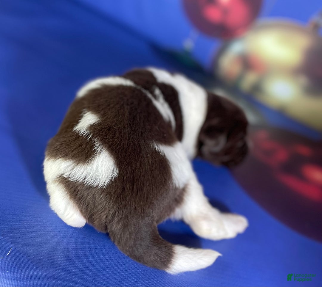 Mixed Breed dogs for sale: Stewie OFA DNA  - Ad 2