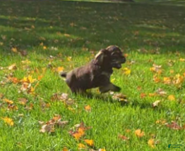 Cocker Spaniel dogs Bailey - Ad 2