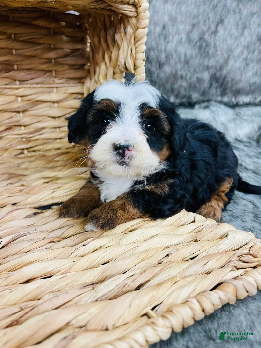 Mini Bernedoodle dogs for sale: Mini Bernedoodle Lily - Ad 1