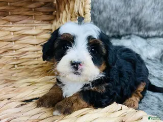 Mini Bernedoodle dogs Mini Bernedoodle Lily - Ad 16