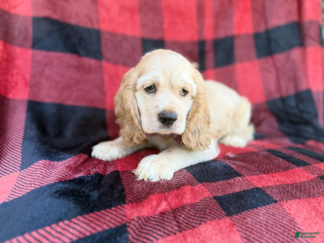 Cocker Spaniel dogs for sale: Tonka - Ad 10
