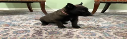 Belgian Malinois dogs for sale: Juneau - Ad 2