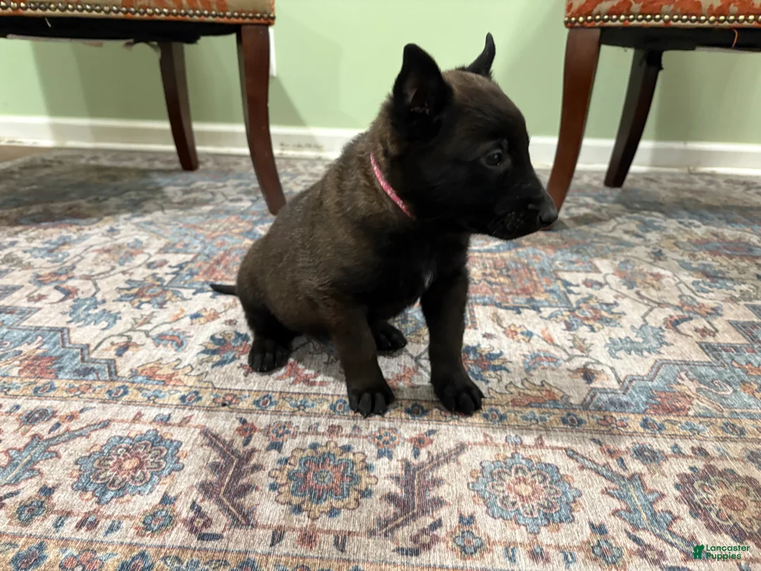 Belgian Malinois dogs for sale: Juneau - Ad 2
