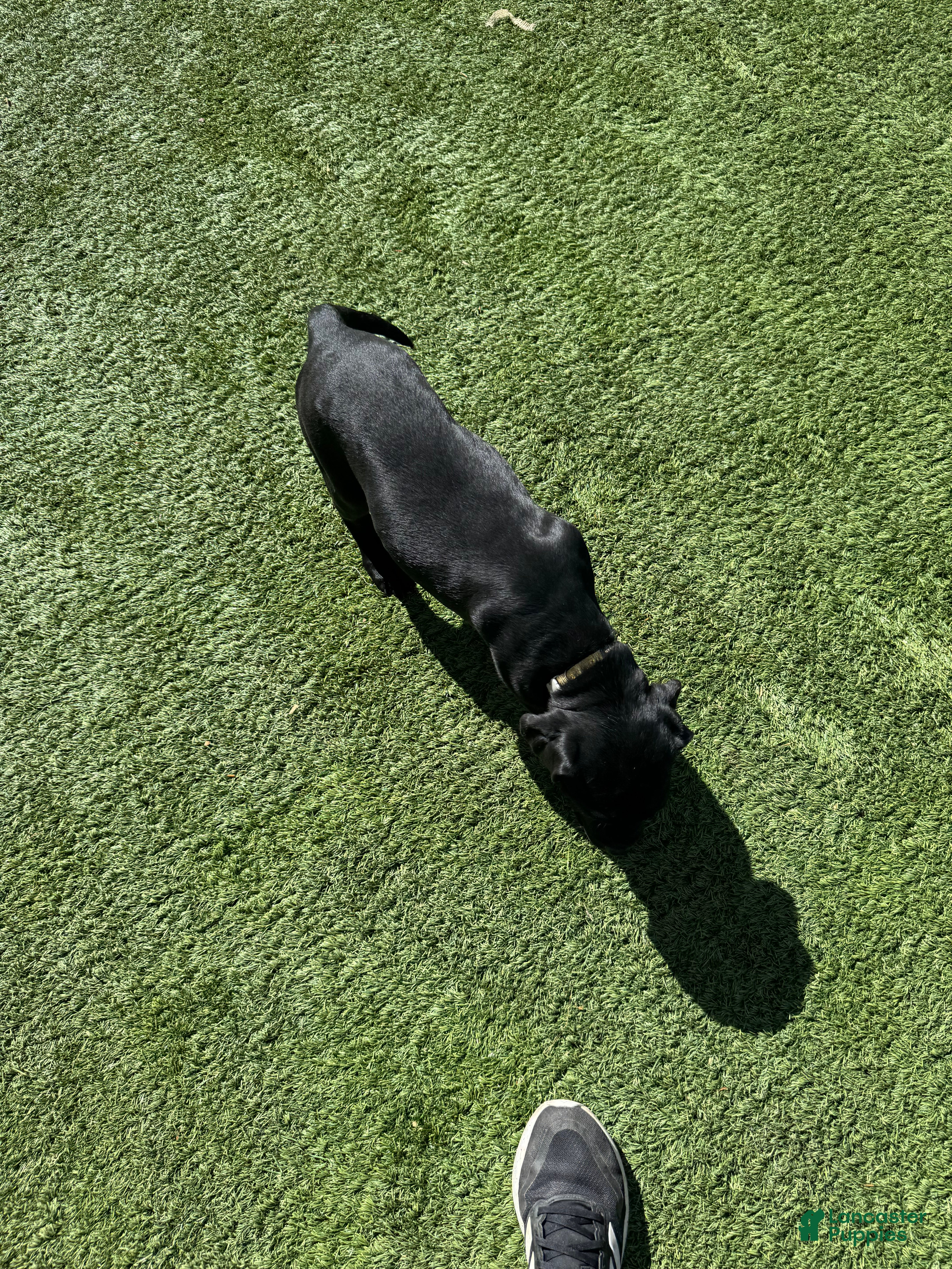 Cane Corso dogs Cane Corso Puppy 5 - Ad 6