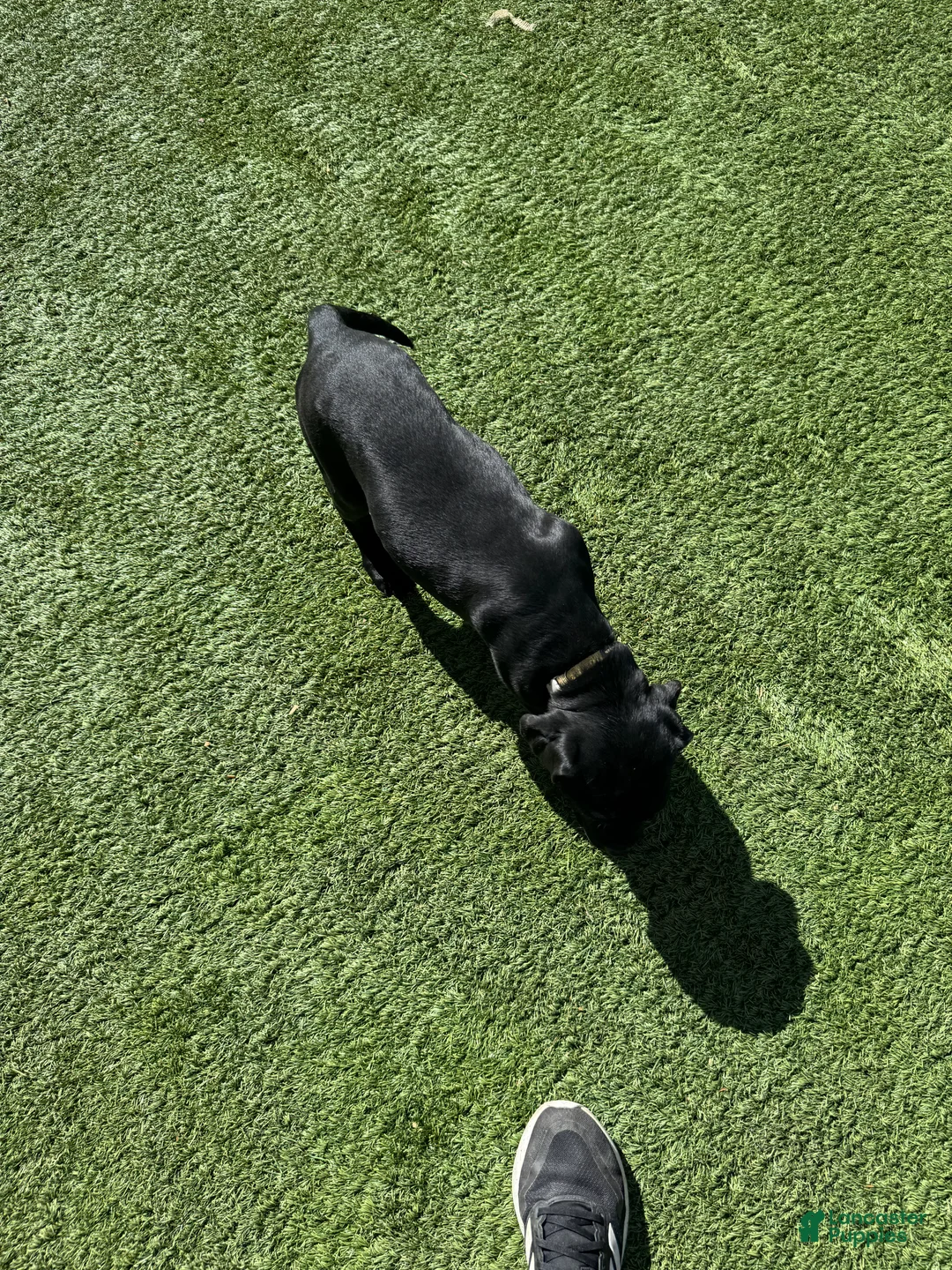 Cane Corso dogs for sale: Cane Corso Puppy 5 - Ad 1