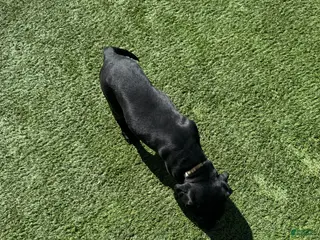 Cane Corso dogs Cane Corso Puppy 5 - Ad 6