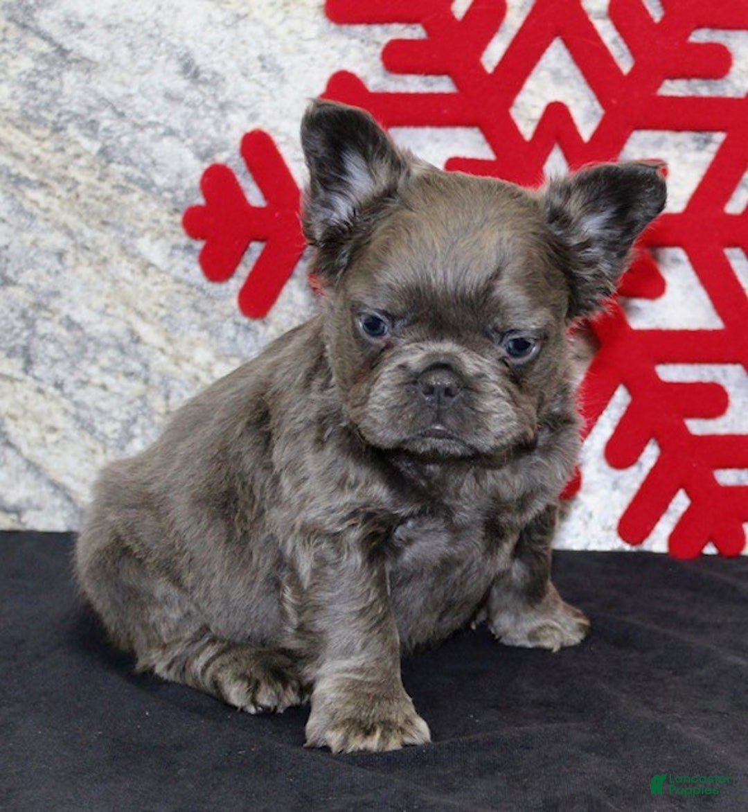 French Bulldog dogs for sale: Teddy - Ad 2