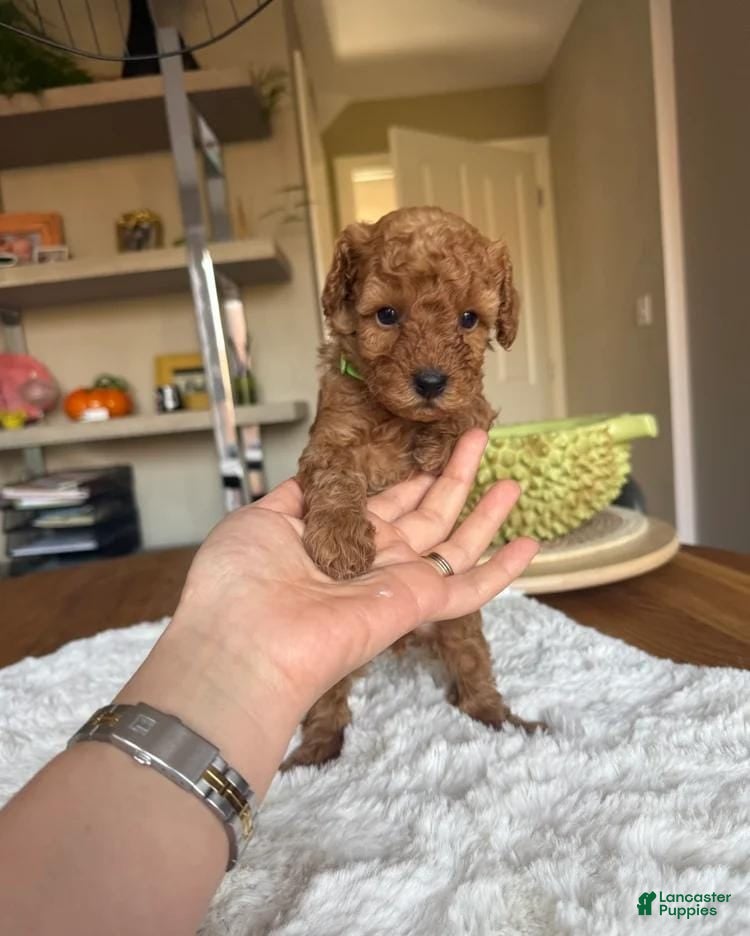 Toy Poodle dogs for sale: Toby - Ad 2