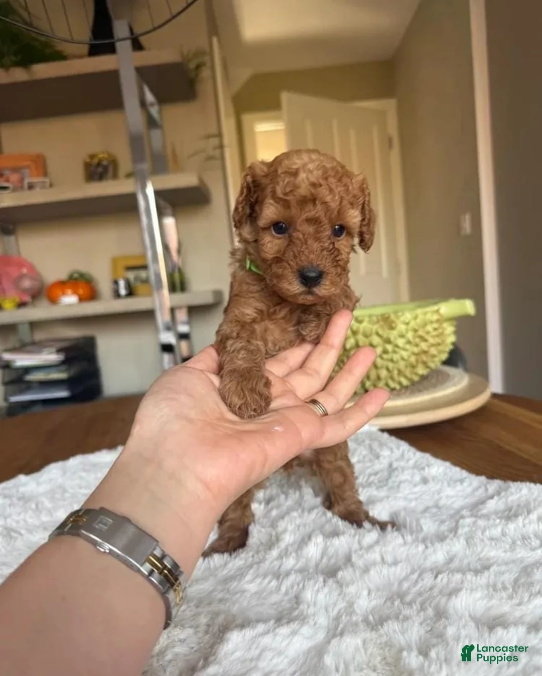 Toy Poodle dogs for sale: Toby - Ad 1
