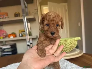 Toy Poodle dogs for sale: Toby - Ad 2
