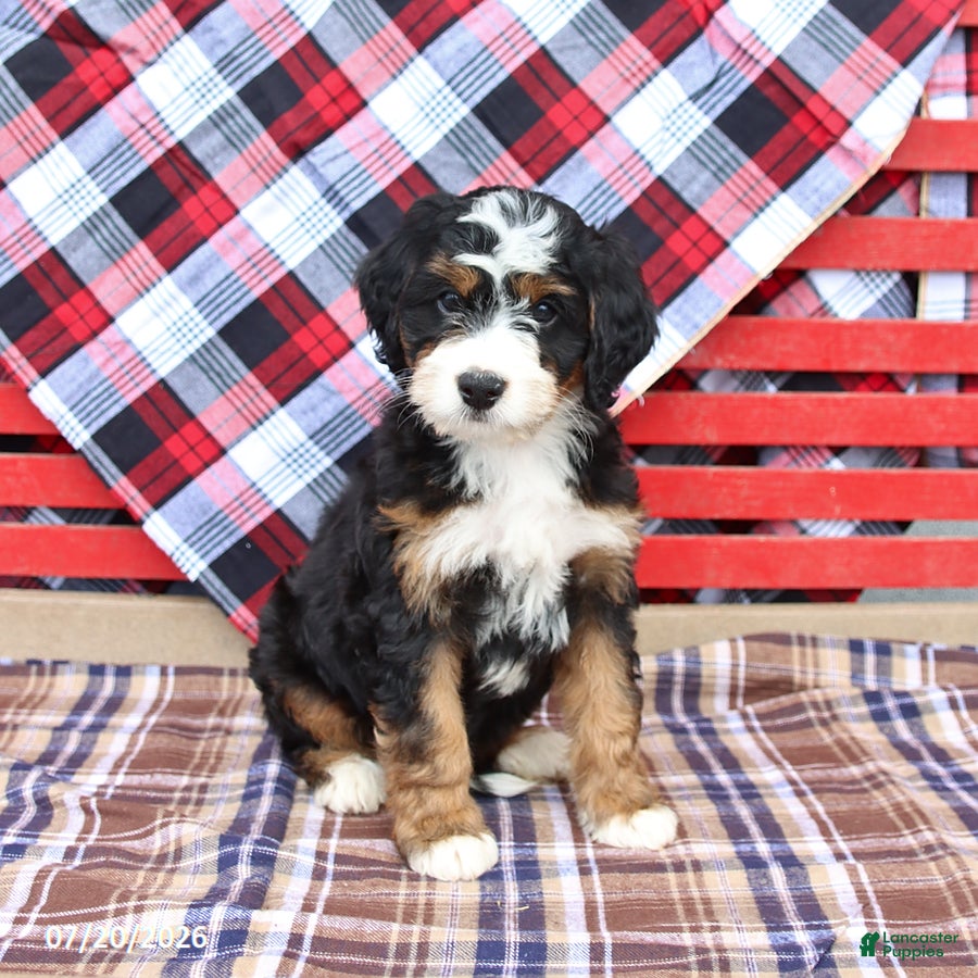 Mini Bernedoodle dogs Griffin - Ad 1