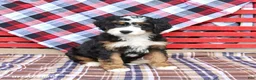 Mini Bernedoodle dogs for sale: Griffin - Ad 1
